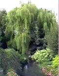 Le Crinchon
